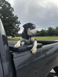 Found/Stray Male Dog last seen Country store down near marshal mill road, Bibb County, GA 31052
