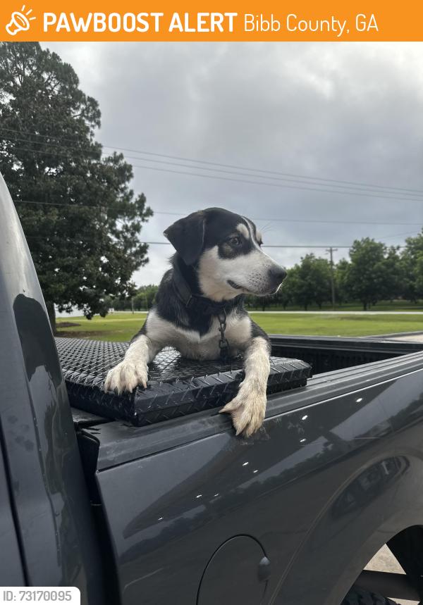Found/Stray Male Dog last seen Country store down near marshal mill road, Bibb County, GA 31052