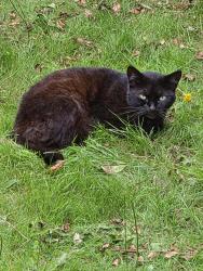 Reunited Unknown Cat last seen Dundela, Belfast, Northern Ireland 