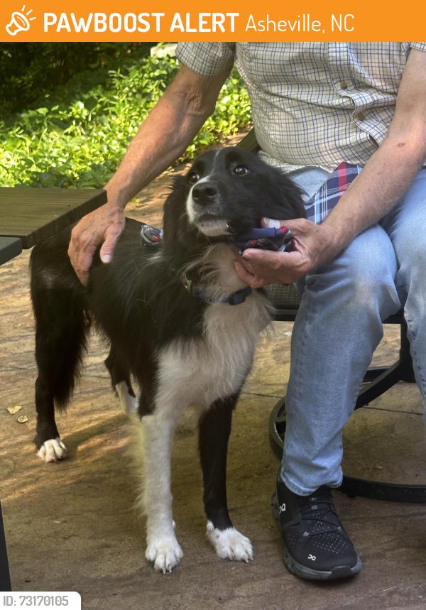 Found/Stray Female Dog last seen Merrils cove rd, Asheville, NC 28803