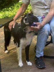 Found/Stray Female Dog last seen Merrils cove rd, Asheville, NC 28803