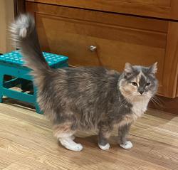 Lost Female Cat last seen Near Picutis Rd, Indian Hills, CO 80454