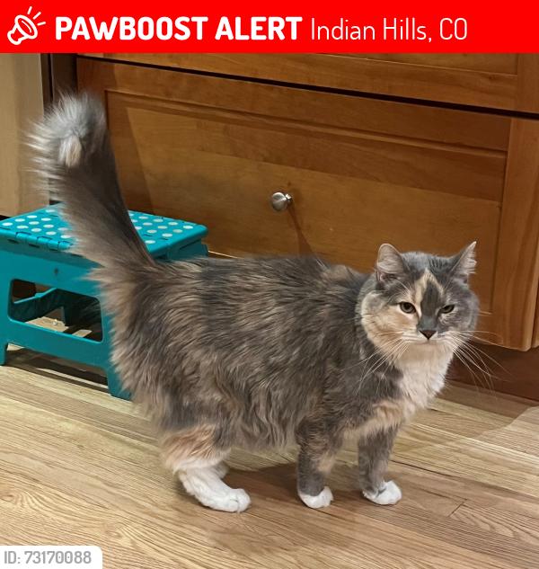 Lost Female Cat last seen Near Picutis Rd, Indian Hills, CO 80454