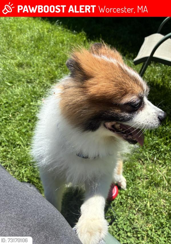 Lost Male Dog last seen Hamilton, Worcester, MA 01604