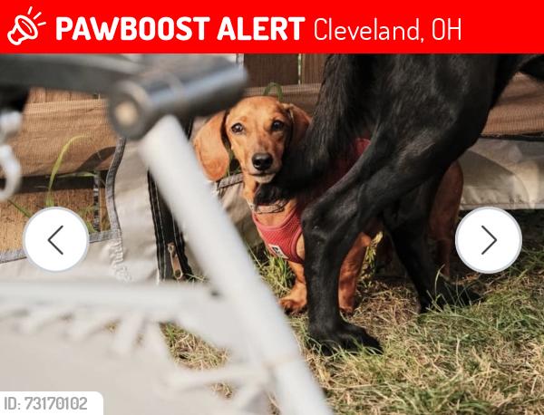 Lost Female Dog last seen Hough & East 85th, Cleveland, OH 44106