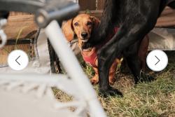 Lost Female Dog last seen Hough & East 85th, Cleveland, OH 44106