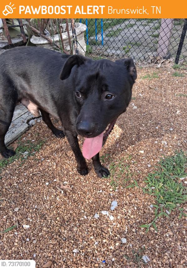 Found/Stray Male Dog last seen Brunswick and Old Brownsville, Brunswick, TN 38002