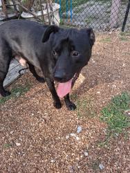 Found/Stray Male Dog last seen Brunswick and Old Brownsville, Brunswick, TN 38002
