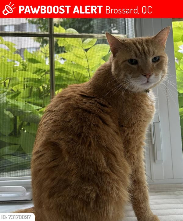 Lost Male Cat last seen Lautrec street, Brossard, QC 