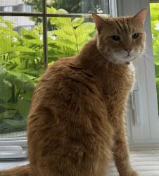 Lost Male Cat last seen Lautrec street, Brossard, QC 