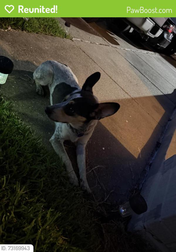 Reunited Male Dog last seen By the bus yard, Beaumont, TX 77702