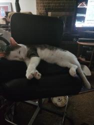 Lost Male Cat last seen Tollie st, Norman, OK 73071