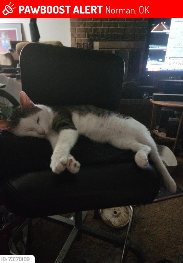 Lost Male Cat last seen Tollie st, Norman, OK 73071