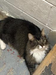Lost Male Cat last seen Morgan Ave & Forest Home, Milwaukee, WI 53220