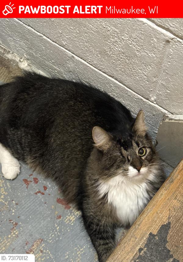 Lost Male Cat last seen Morgan Ave & Forest Home, Milwaukee, WI 53220