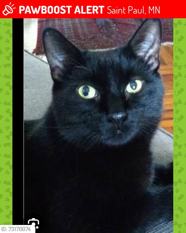 Lost Male Cat last seen Edgerton street and cottage ave, Saint Paul, MN 55130