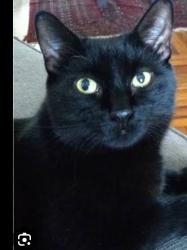 Lost Male Cat last seen Edgerton street and cottage ave, Saint Paul, MN 55130