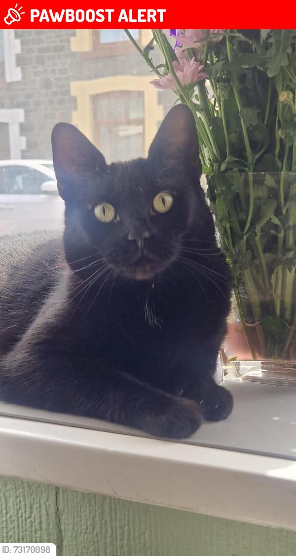 Lost Female Cat last seen Mid-Rhondda Working Mens Club & Institute, Rhondda Cynon Taf, Wales CF40 2RQ