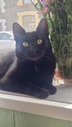 Lost Female Cat last seen Mid-Rhondda Working Mens Club & Institute, Rhondda Cynon Taf, Wales CF40 2RQ