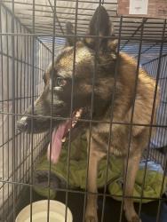 Reunited Male Dog last seen South end Oregon city, Oregon City, OR 97045