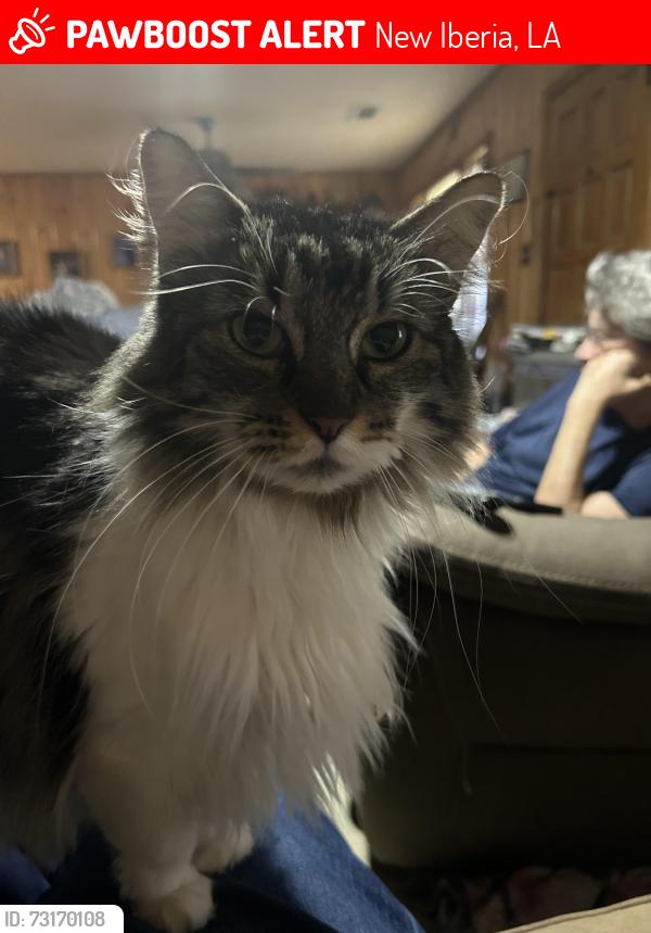 Lost Female Cat last seen Twenty Arpent Road and Glenn St., New Iberia, LA 70560