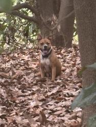 Found/Stray Unknown Dog last seen Across Marine Store - set brick apmt. Woods directly behind, Boiling Springs, PA 17007