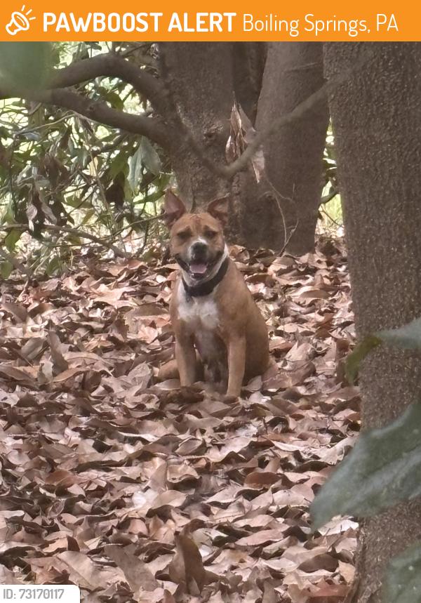 Found/Stray Unknown Dog last seen Across Marine Store - set brick apmt. Woods directly behind, Boiling Springs, PA 17007