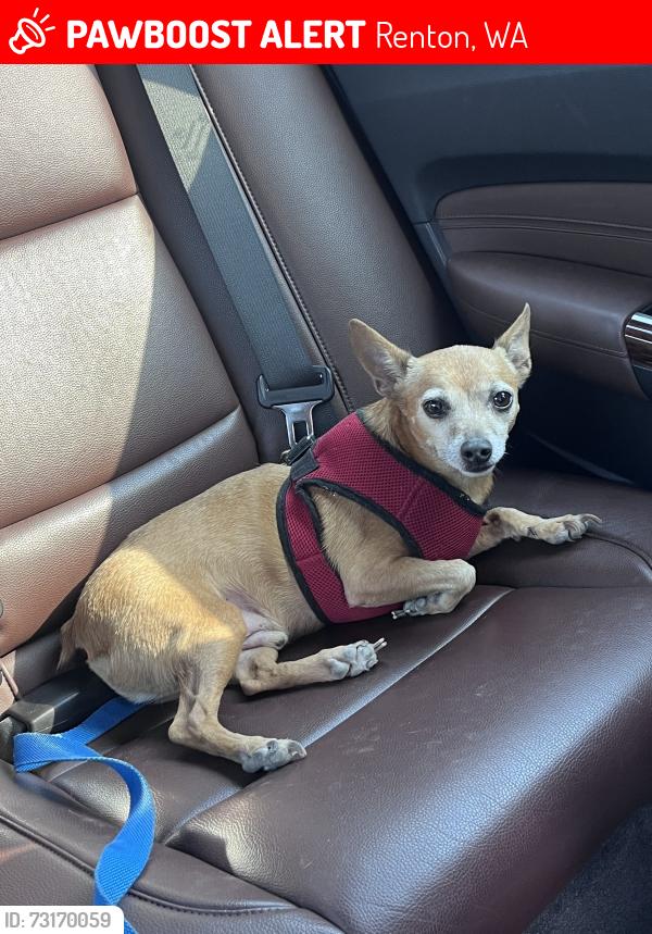 Lost Male Dog last seen Renton Technical College, Renton, WA 98057