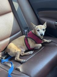 Lost Male Dog last seen Renton Technical College, Renton, WA 98057