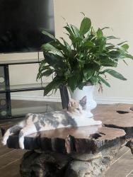 Lost Female Cat last seen Near Brooks Crossing Dr Lynnwood Subdivision, Baytown, TX 77521