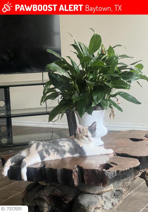 Lost Female Cat last seen Near Brooks Crossing Dr Lynnwood Subdivision, Baytown, TX 77521