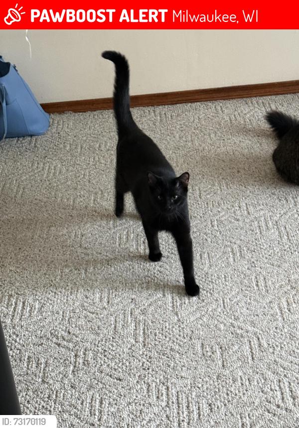 Lost Male Cat last seen Morgan & Forest Home Ave, Milwaukee, WI 53220