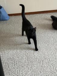 Lost Male Cat last seen Morgan & Forest Home Ave, Milwaukee, WI 53220