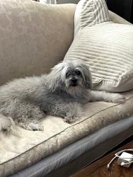 Lost Male Dog last seen 111th Street & 50th Avenue, Queens, NY, Queens, NY 11368