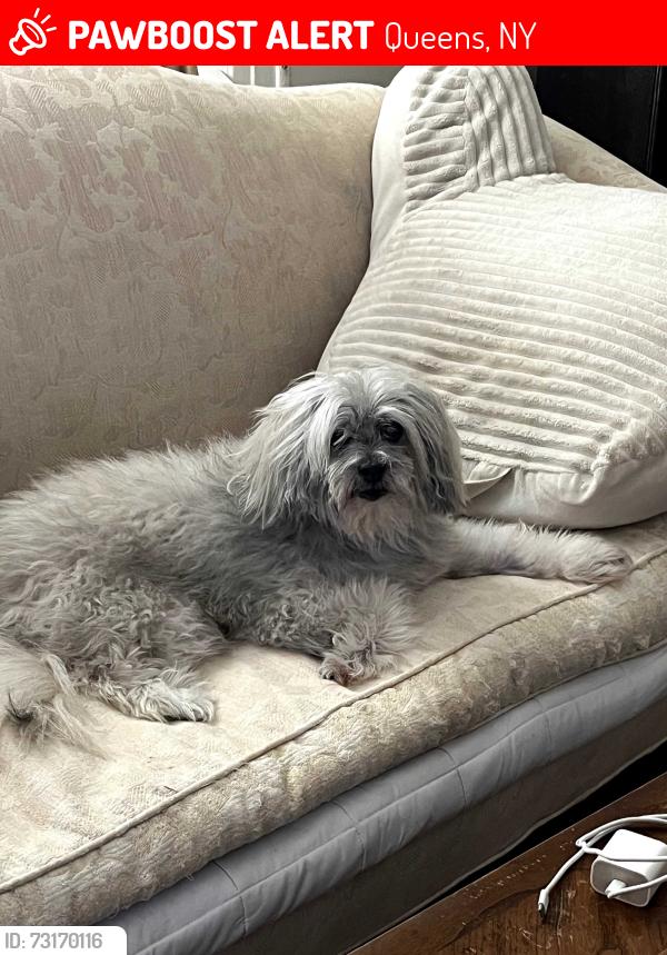 Lost Male Dog last seen 111th Street & 50th Avenue, Queens, NY, Queens, NY 11368