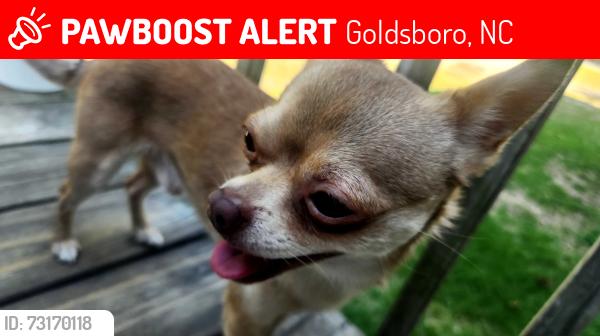 Lost Male Dog last seen Mccalls bbq, Goldsboro, NC 27534