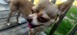 Lost Male Dog last seen Mccalls bbq, Goldsboro, NC 27534