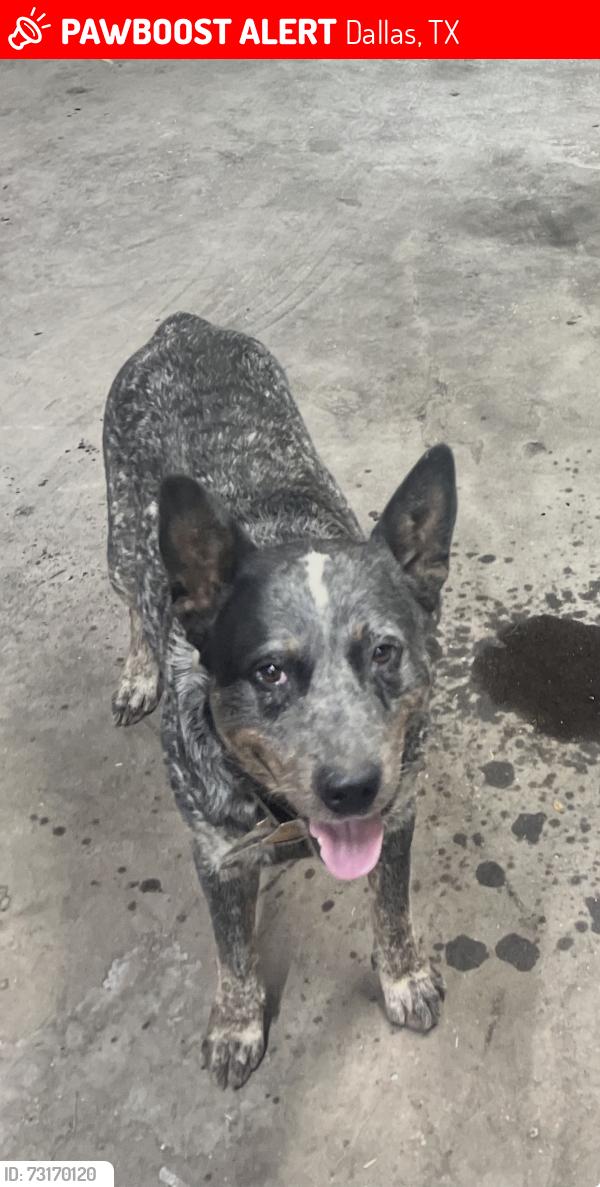 Lost Male Dog last seen Harry hine, Dallas, TX 75229