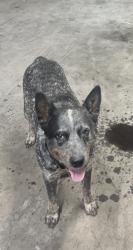 Lost Male Dog last seen Harry hine, Dallas, TX 75229