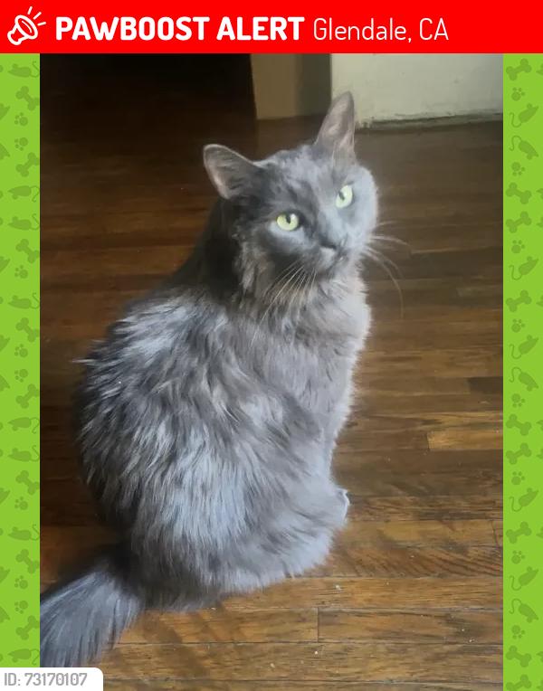 Lost Female Cat last seen Elk Ave and Adams, Glendale, CA 91205