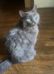 Lost Female Cat last seen Elk Ave and Adams, Glendale, CA 91205