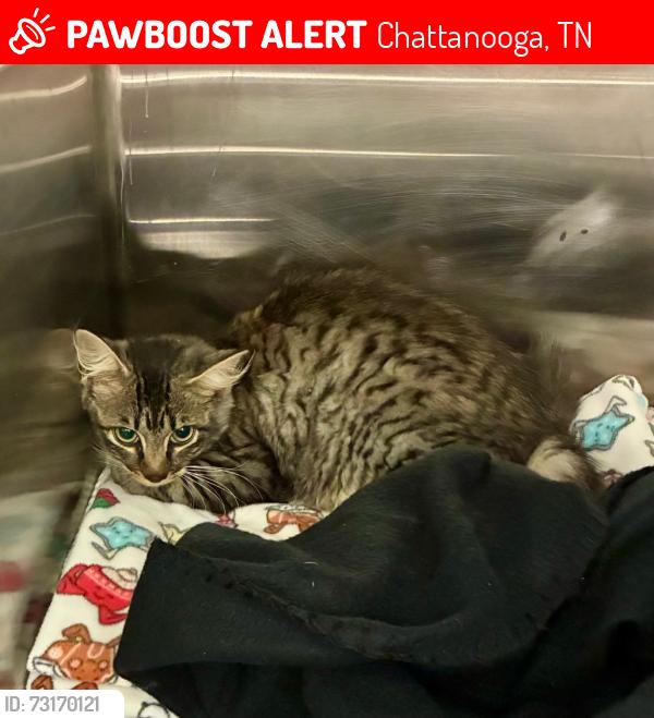 Lost Female Cat last seen East Main Street and Eveningside Drive, Chattanooga, TN 37404