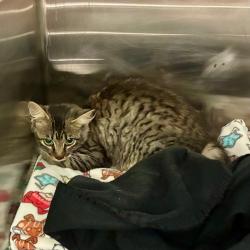 Lost Female Cat last seen East Main Street and Eveningside Drive, Chattanooga, TN 37404