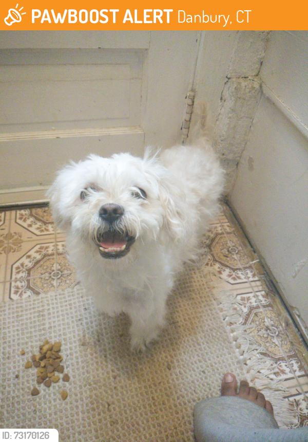 Found/Stray Female Dog last seen Moutainville road, Danbury, CT 06810