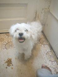 Found/Stray Female Dog last seen Moutainville road, Danbury, CT 06810