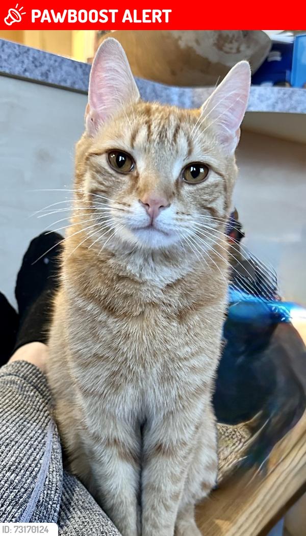 Lost Male Cat last seen Brooklands, MK, Milton Keynes, England 