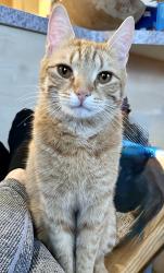 Lost Male Cat last seen Brooklands, MK, Milton Keynes, England 