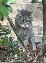 Shelter Stray Male Cat last seen Near CANYON RIM DR, North District,, 355 Hillshire Dr, Haslet, TX 76052, USA