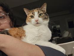 Reunited Female Cat last seen Near White Pine Dr, Fort Worth, TX 76123, USA, Fort Worth, TX 76123