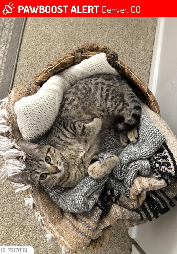 Lost Female Cat last seen In our yard at S. Lowell and Milan Ave., Denver, CO 80236
